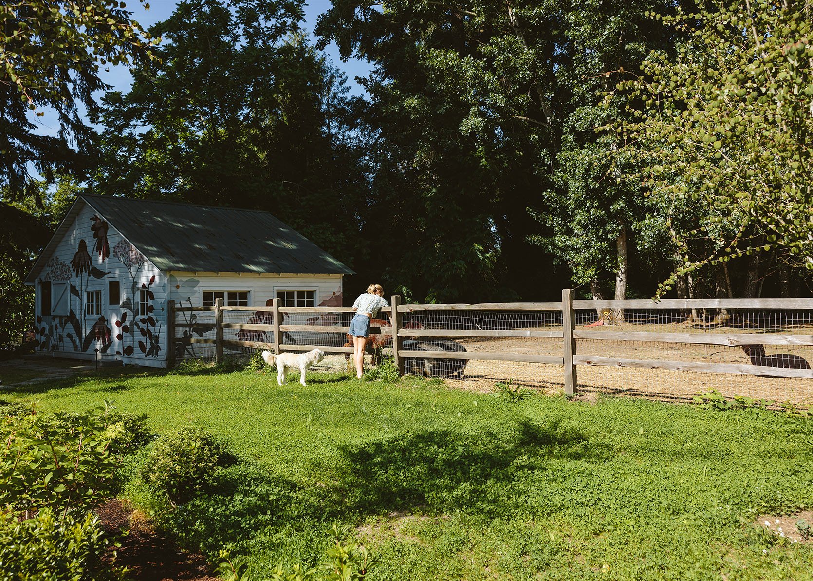 Why We Chose A Clover Lawn Instead Of Grass (This Time)